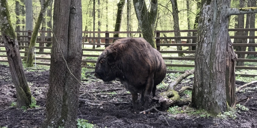 Zapuść się do Puszczy, nie tylko na Majówkę [ZDJĘCIA]